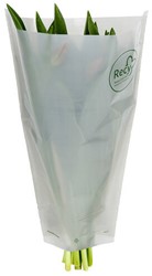Hoes 40*30*12cm RPP Recy 100% 2000 stuks per doos - transparant