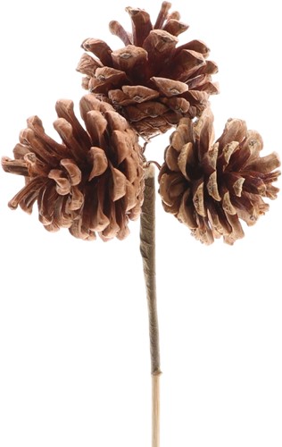 Bijsteker 50cm Dennenappel  trio 5*12cm 250 per doos - naturel